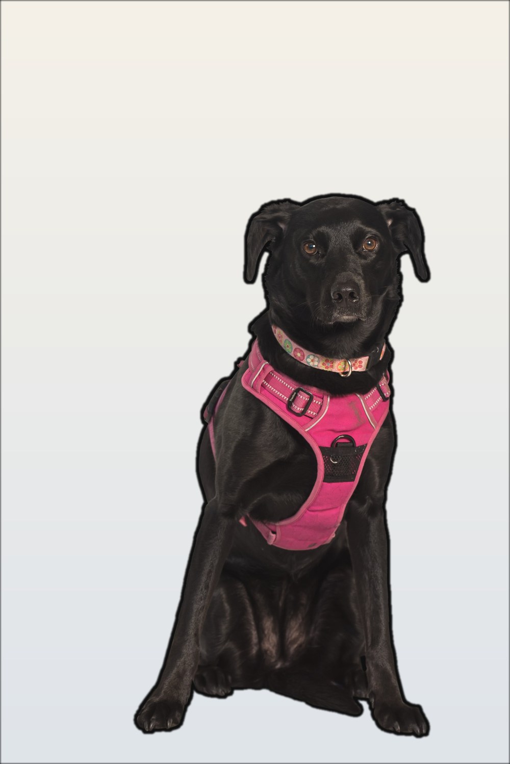Luna, the black Labrador mascot of Luna Lending, wearing a pink harness