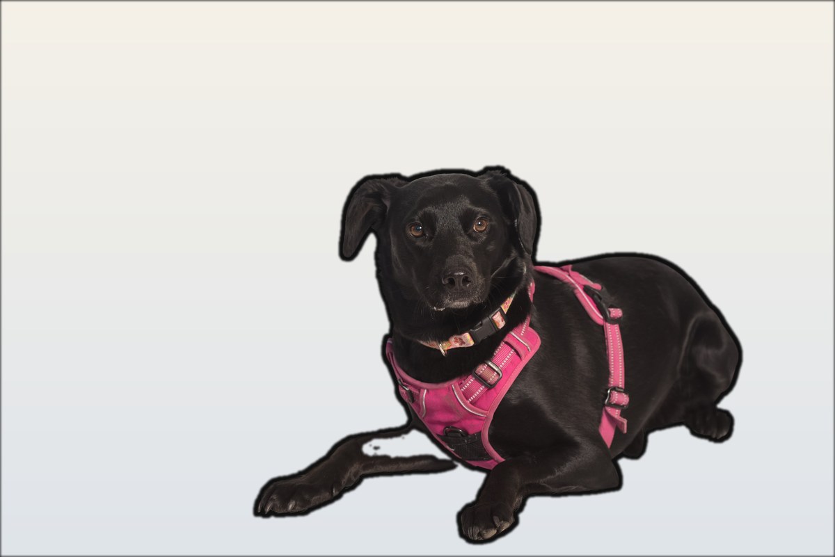 Luna, the Luna Lending mascot dog, lying down in a pink harness